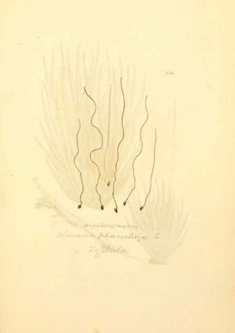 Reproducción/Reproduction 8229442557: Coloured figures of English fungi or mushrooms.. London,Printed by J. Davis,1797-[1809]