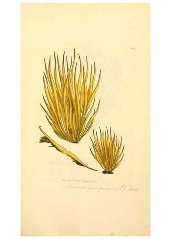 Reproducción/Reproduction 8230508566: Coloured figures of English fungi or mushrooms.. London,Printed by J. Davis,1797-[1809]