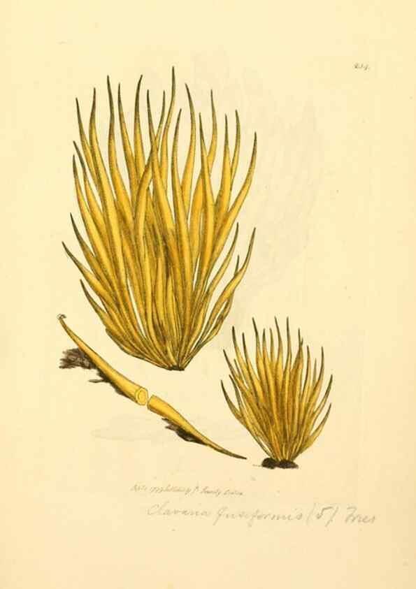 Reproducción/Reproduction 8230508566: Coloured figures of English fungi or mushrooms.. London,Printed by J. Davis,1797-[1809]