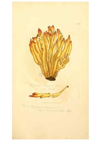 Reproducción/Reproduction 8230508968: Coloured figures of English fungi or mushrooms.. London,Printed by J. Davis,1797-[1809]