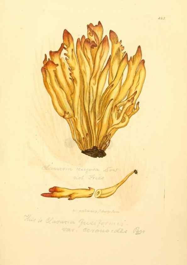 Reproducción/Reproduction 8230508968: Coloured figures of English fungi or mushrooms.. London,Printed by J. Davis,1797-[1809]