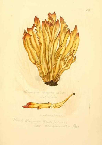 Reproducción/Reproduction 8230508968: Coloured figures of English fungi or mushrooms.. London,Printed by J. Davis,1797-[1809]