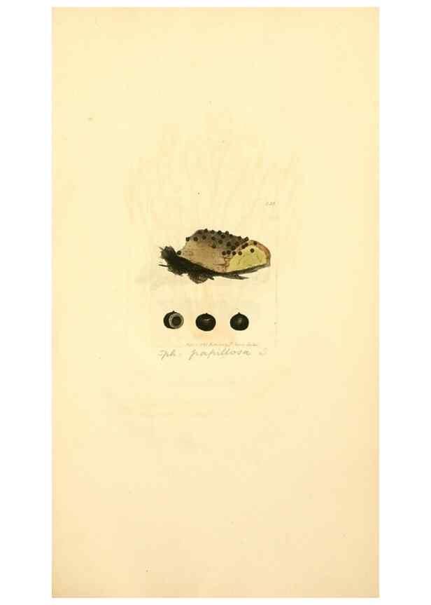 Reproducción/Reproduction 8230509352: Coloured figures of English fungi or mushrooms.. London,Printed by J. Davis,1797-[1809]