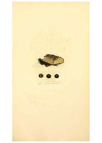 Reproducción/Reproduction 8230509352: Coloured figures of English fungi or mushrooms.. London,Printed by J. Davis,1797-[1809]