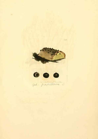 Reproducción/Reproduction 8230509352: Coloured figures of English fungi or mushrooms.. London,Printed by J. Davis,1797-[1809]