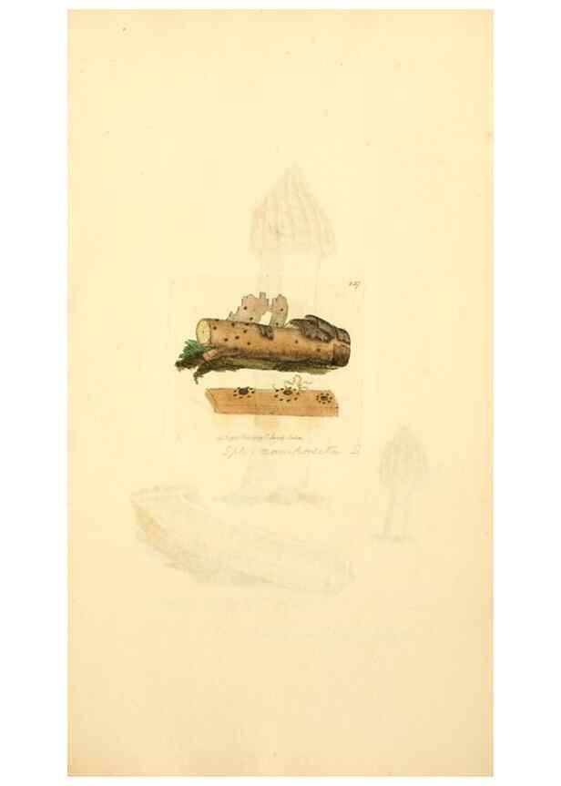 Reproducción/Reproduction 8229444453: Coloured figures of English fungi or mushrooms.. London,Printed by J. Davis,1797-[1809]