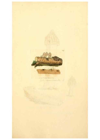 Reproducción/Reproduction 8229444453: Coloured figures of English fungi or mushrooms.. London,Printed by J. Davis,1797-[1809]