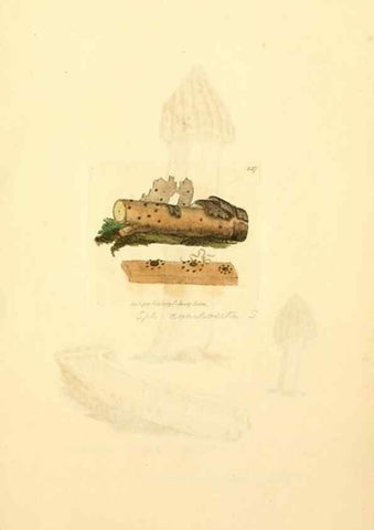 Reproducción/Reproduction 8229444453: Coloured figures of English fungi or mushrooms.. London,Printed by J. Davis,1797-[1809]