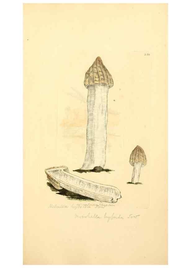 Reproducción/Reproduction 8229445119: Coloured figures of English fungi or mushrooms.. London,Printed by J. Davis,1797-[1809]