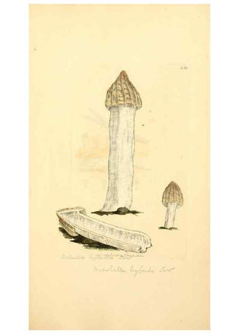 Reproducción/Reproduction 8229445119: Coloured figures of English fungi or mushrooms.. London,Printed by J. Davis,1797-[1809]