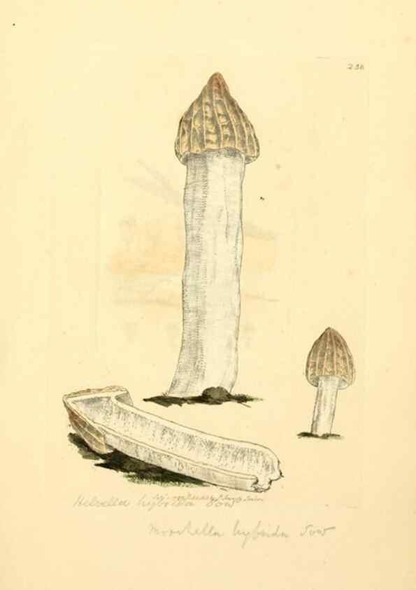 Reproducción/Reproduction 8229445119: Coloured figures of English fungi or mushrooms.. London,Printed by J. Davis,1797-[1809]