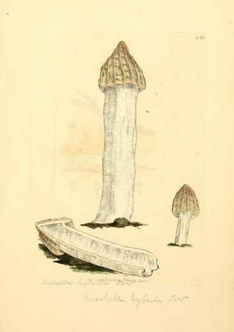 Reproducción/Reproduction 8229445119: Coloured figures of English fungi or mushrooms.. London,Printed by J. Davis,1797-[1809]