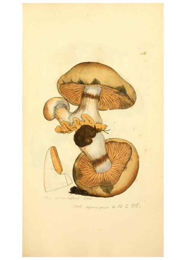 Reproducción/Reproduction 8230503064: Coloured figures of English fungi or mushrooms.. London,Printed by J. Davis,1797-[1809]