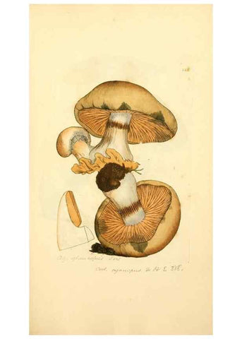 Reproducción/Reproduction 8230503064: Coloured figures of English fungi or mushrooms.. London,Printed by J. Davis,1797-[1809]