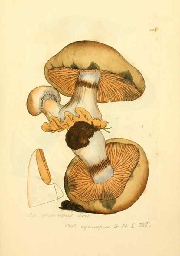 Reproducción/Reproduction 8230503064: Coloured figures of English fungi or mushrooms.. London,Printed by J. Davis,1797-[1809]