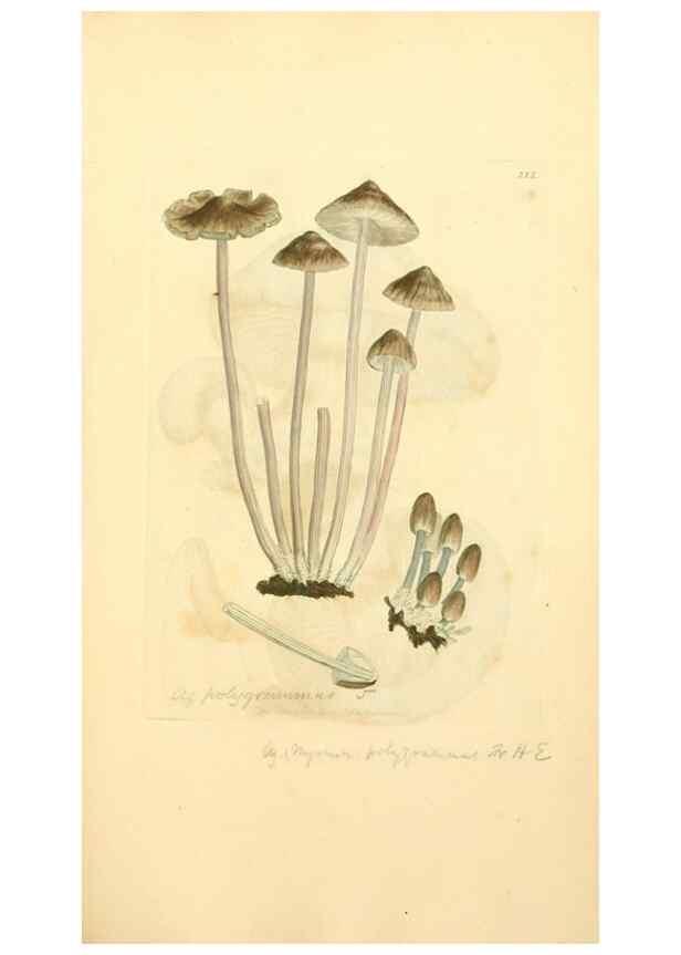 Reproducción/Reproduction 8230502612: Coloured figures of English fungi or mushrooms.. London,Printed by J. Davis,1797-[1809]