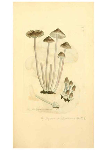 Reproducción/Reproduction 8230502612: Coloured figures of English fungi or mushrooms.. London,Printed by J. Davis,1797-[1809]