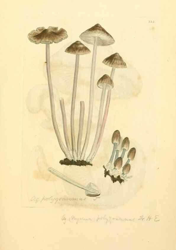 Reproducción/Reproduction 8230502612: Coloured figures of English fungi or mushrooms.. London,Printed by J. Davis,1797-[1809]