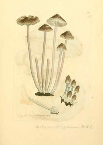 Reproducción/Reproduction 8230502612: Coloured figures of English fungi or mushrooms.. London,Printed by J. Davis,1797-[1809]