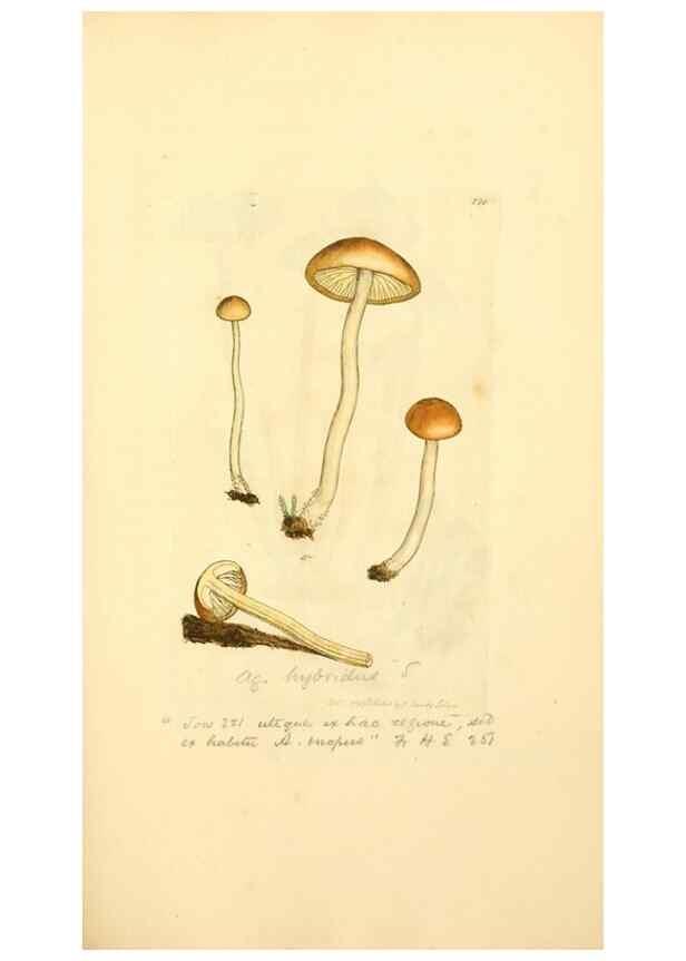 Reproducción/Reproduction 8229436843: Coloured figures of English fungi or mushrooms.. London,Printed by J. Davis,1797-[1809]