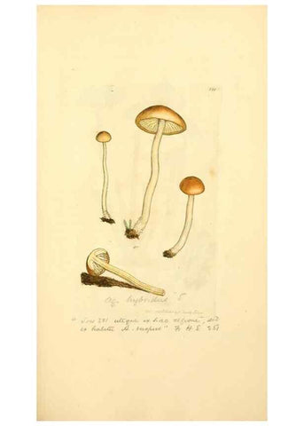 Reproducción/Reproduction 8229436843: Coloured figures of English fungi or mushrooms.. London,Printed by J. Davis,1797-[1809]