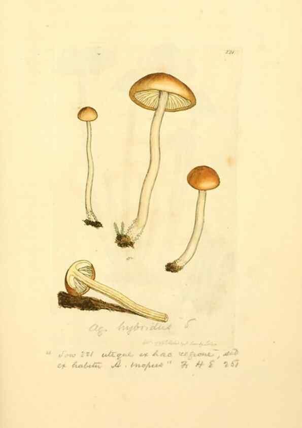Reproducción/Reproduction 8229436843: Coloured figures of English fungi or mushrooms.. London,Printed by J. Davis,1797-[1809]