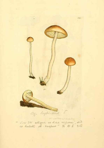 Reproducción/Reproduction 8229436843: Coloured figures of English fungi or mushrooms.. London,Printed by J. Davis,1797-[1809]