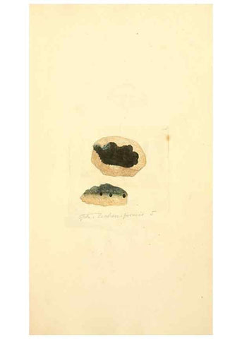 Reproducción/Reproduction 8230501784: Coloured figures of English fungi or mushrooms.. London,Printed by J. Davis,1797-[1809]