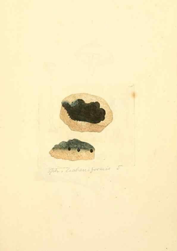 Reproducción/Reproduction 8230501784: Coloured figures of English fungi or mushrooms.. London,Printed by J. Davis,1797-[1809]
