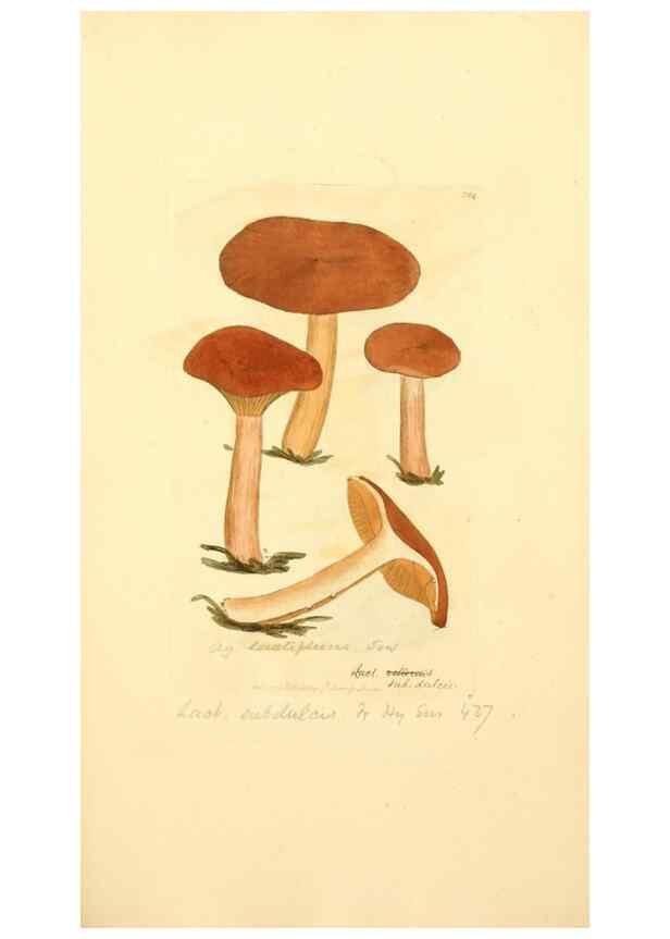 Reproducción/Reproduction 8229429597: Coloured figures of English fungi or mushrooms.. London,Printed by J. Davis,1797-[1809]