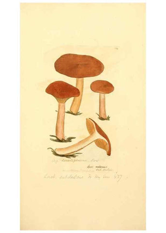 Reproducción/Reproduction 8229429597: Coloured figures of English fungi or mushrooms.. London,Printed by J. Davis,1797-[1809]