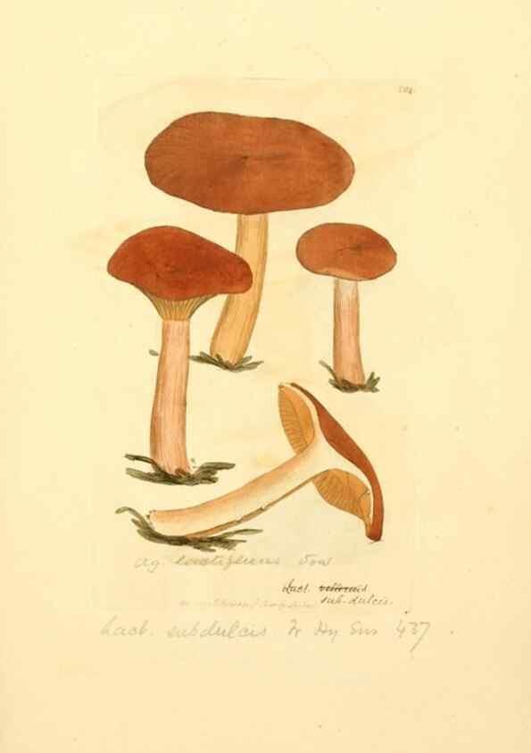 Reproducción/Reproduction 8229429597: Coloured figures of English fungi or mushrooms.. London,Printed by J. Davis,1797-[1809]