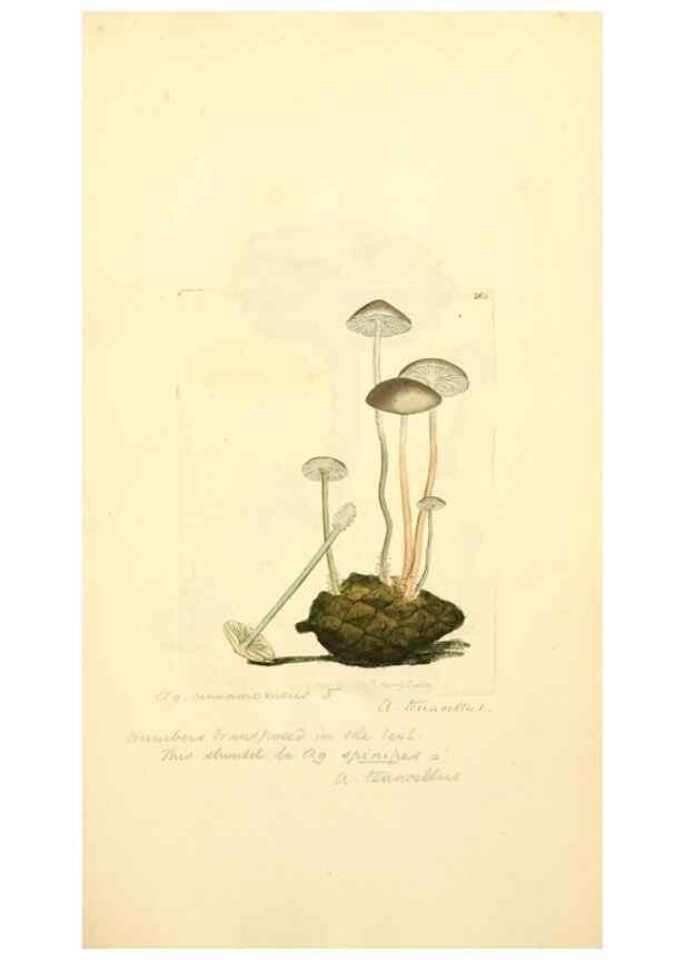 Reproducción/Reproduction 8230495358: Coloured figures of English fungi or mushrooms.. London,Printed by J. Davis,1797-[1809]