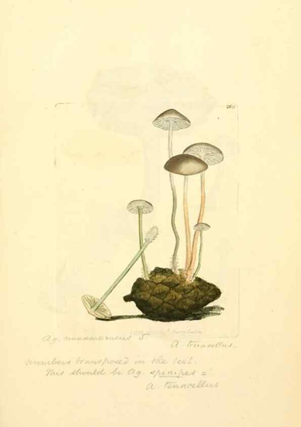 Reproducción/Reproduction 8230495358: Coloured figures of English fungi or mushrooms.. London,Printed by J. Davis,1797-[1809]