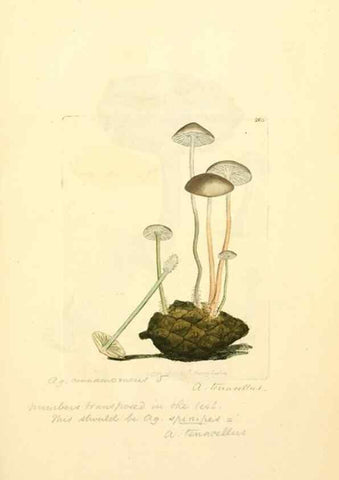 Reproducción/Reproduction 8230495358: Coloured figures of English fungi or mushrooms.. London,Printed by J. Davis,1797-[1809]
