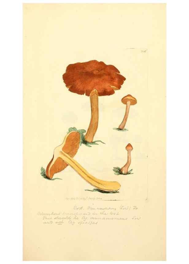 Reproducción/Reproduction 8230495732: Coloured figures of English fungi or mushrooms.. London,Printed by J. Davis,1797-[1809]