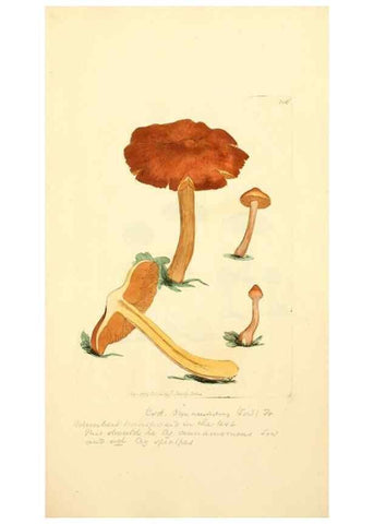 Reproducción/Reproduction 8230495732: Coloured figures of English fungi or mushrooms.. London,Printed by J. Davis,1797-[1809]