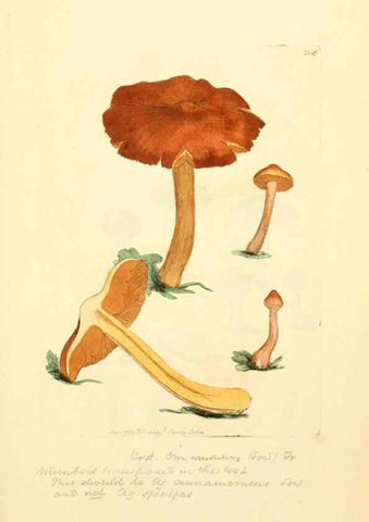 Reproducción/Reproduction 8230495732: Coloured figures of English fungi or mushrooms.. London,Printed by J. Davis,1797-[1809]