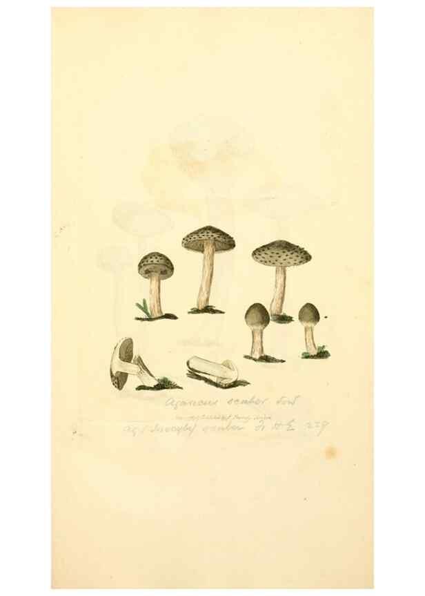 Reproducción/Reproduction 8229430715: Coloured figures of English fungi or mushrooms.. London,Printed by J. Davis,1797-[1809]