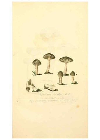 Reproducción/Reproduction 8229430715: Coloured figures of English fungi or mushrooms.. London,Printed by J. Davis,1797-[1809]