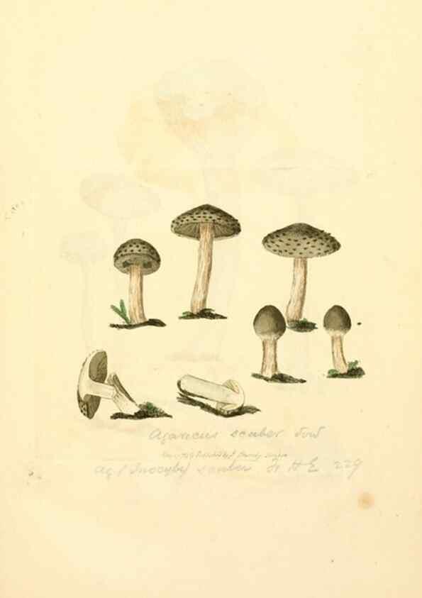 Reproducción/Reproduction 8229430715: Coloured figures of English fungi or mushrooms.. London,Printed by J. Davis,1797-[1809]