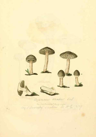 Reproducción/Reproduction 8229430715: Coloured figures of English fungi or mushrooms.. London,Printed by J. Davis,1797-[1809]
