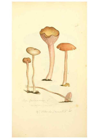 Reproducción/Reproduction 8230496672: Coloured figures of English fungi or mushrooms.. London,Printed by J. Davis,1797-[1809]