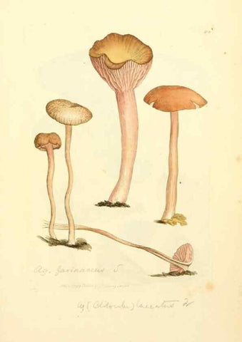 Reproducción/Reproduction 8230496672: Coloured figures of English fungi or mushrooms.. London,Printed by J. Davis,1797-[1809]