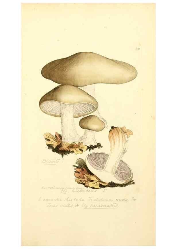 Reproducción/Reproduction 8229431733: Coloured figures of English fungi or mushrooms.. London,Printed by J. Davis,1797-[1809]