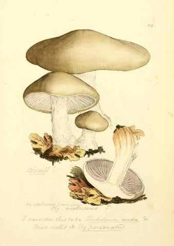 Reproducción/Reproduction 8229431733: Coloured figures of English fungi or mushrooms.. London,Printed by J. Davis,1797-[1809]