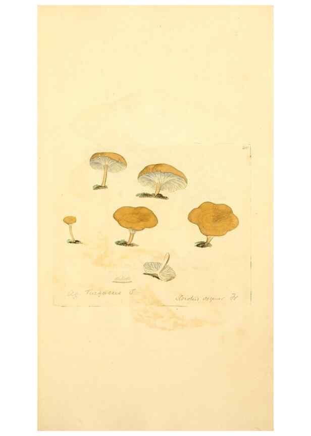 Reproducción/Reproduction 8230497470: Coloured figures of English fungi or mushrooms.. London,Printed by J. Davis,1797-[1809]