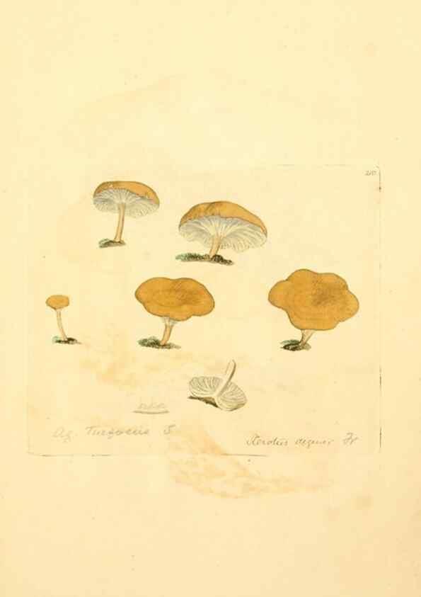 Reproducción/Reproduction 8230497470: Coloured figures of English fungi or mushrooms.. London,Printed by J. Davis,1797-[1809]