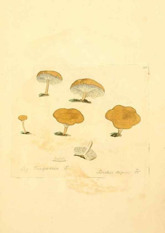 Reproducción/Reproduction 8230497470: Coloured figures of English fungi or mushrooms.. London,Printed by J. Davis,1797-[1809]