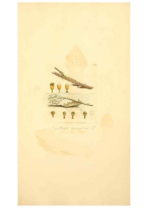 Reproducción/Reproduction 8230510812: Coloured figures of English fungi or mushrooms.. London,Printed by J. Davis,1797-[1809]